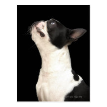 Boston noir et blanc Terrier recherchant Carte Postale