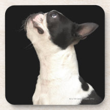 Boston noir et blanc Terrier recherchant Dessous-de-verre