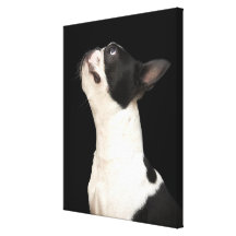 Boston noir et blanc Terrier recherchant Impression Sur Toile