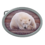 Boucle de ceinture de nature d'ours