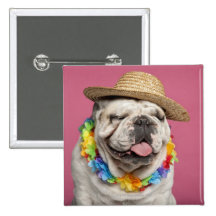 Bouledogue anglais (18 mois) portant une paille pin's avec agrafe