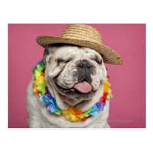 Bouledogue anglais (18 mois) portant une paille cartes postales