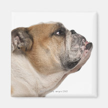Bouledogue anglais (6 années) aimants pour réfrigérateur