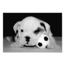 Bouledogue anglais "de chiot du football" photographies d’art