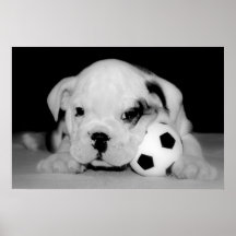 Bouledogue anglais "de chiot du football" poster