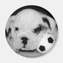 Bouledogue anglais "de chiot du football" rond aimant pour réfrigérateur