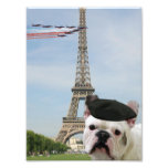 Bouledogue français à Paris Photographe