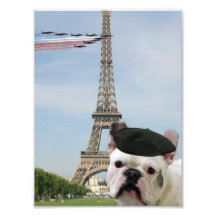 Bouledogue français à Paris Photographe