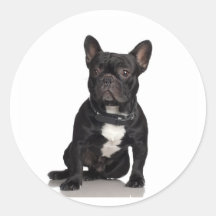 Bouledogue français adhésifs