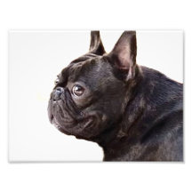 Bouledogue français impressions photographiques