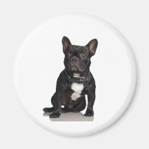 Bouledogue français aimants