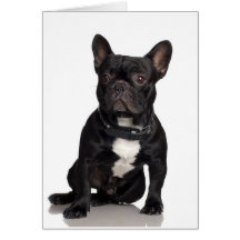 Bouledogue français carte de vœux