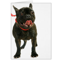 Bouledogue français carte de vœux