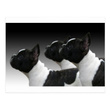 bouledogue français carte postale