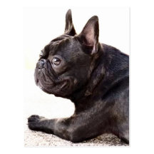 Bouledogue français cartes postales