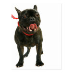 Bouledogue français cartes postales