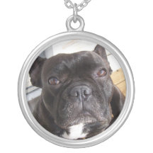 bouledogue français collier