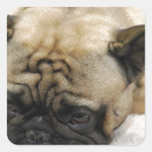 Bouledogue français paresseux autocollants carrés