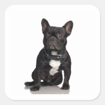 Bouledogue français sticker carré