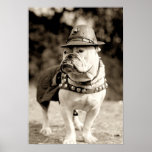 Bouledogue sur le chapeau et le cap de port de pat poster