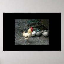 Boules de coq et de canon posters