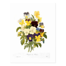 Bouquet des pensées par Pierre-Joseph Redouté Carte Postale