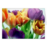Bouquet magnifique de tulipes cartes