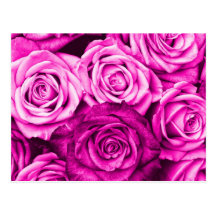 Bouquet rose assez magenta de fleur de roses cartes postales