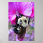 Bourdon sur le pois doux posters