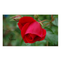 Bourgeon 1 de rose rouge de carte de visite
