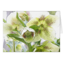 Bourgeon à fleurir - Hellebores blancs Cartes De Vœux