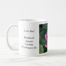 Bourgeon rose de Lotus Tasse