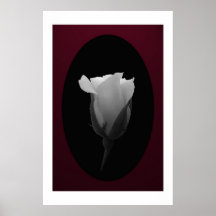 Bourgeon rose (noir et blanc) affiches