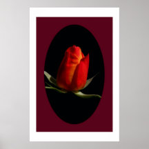 Bourgeon rose poster