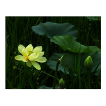 Bourgeons de Lotus et carte postale de fleur