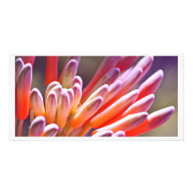 Bourgeons succulents photocartes