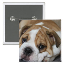 Bouton de bouledogue de sommeil pin's avec agrafe