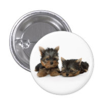 Bouton de chiots de Yorkshire Terrier Pin's