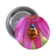 Bouton de coccinelle badge avec épingle