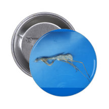 Bouton de ~ de peau de mante badges