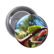 Bouton de ~ d'insecte de puanteur badge avec épingle