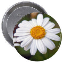 bouton de marguerite badges