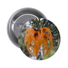 Bouton fongueux de ~ de cèdre pin's