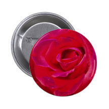 Bouton/insigne roses pin's