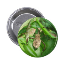 Bouton laid de ~ d'insecte badge avec épingle