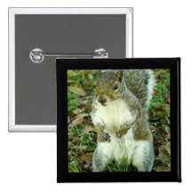 Bouton mignon d'écureuil badges