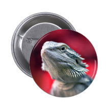 Bouton principal de dragon badges avec agrafe