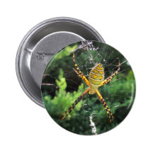 Bouton réuni de ~ d'araignée de jardin pin's