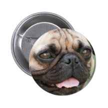 Bouton rond de chien de carlin badge