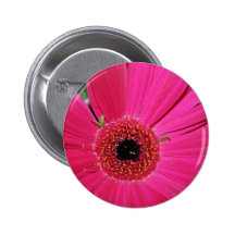bouton rose de fleur de gerbera badges avec agrafe